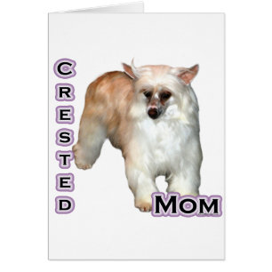 Powderpuff Crested Mum 4