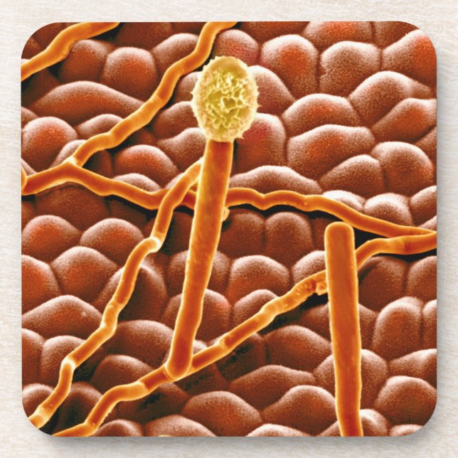 Powdery Mildew Fungus on Poinsettia Coaster (Front)