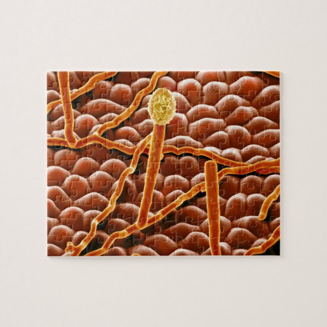 Powdery Mildew Fungus on Poinsettia Jigsaw Puzzle (Horizontal)