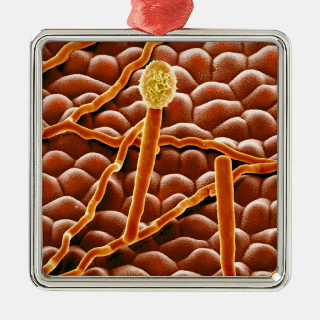 Powdery Mildew Fungus on Poinsettia Metal Tree Decoration (Front)