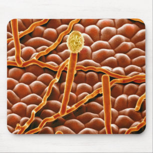 Powdery Mildew Fungus on Poinsettia Mouse Mat