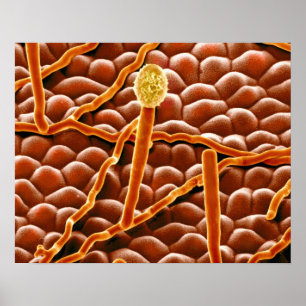 Powdery Mildew Fungus on Poinsettia Poster