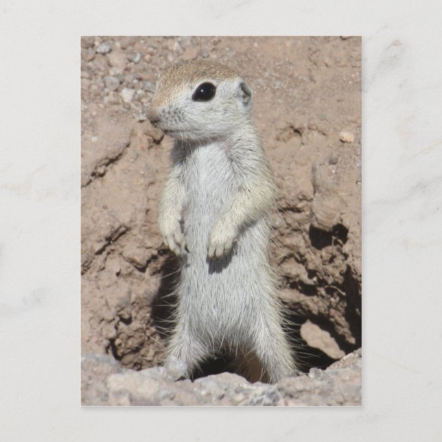 Power Ranger Squirrel Postcard (Front)