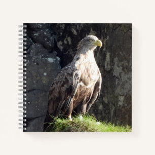 Powerful White Tailed Eagle Ocean Cliff Habitat Notebook
