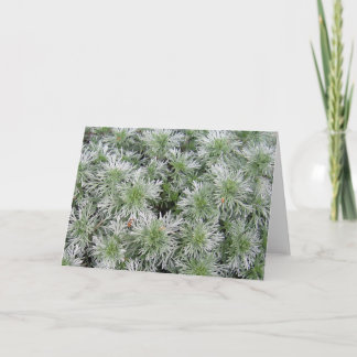 Powis Castle Artemisia Card