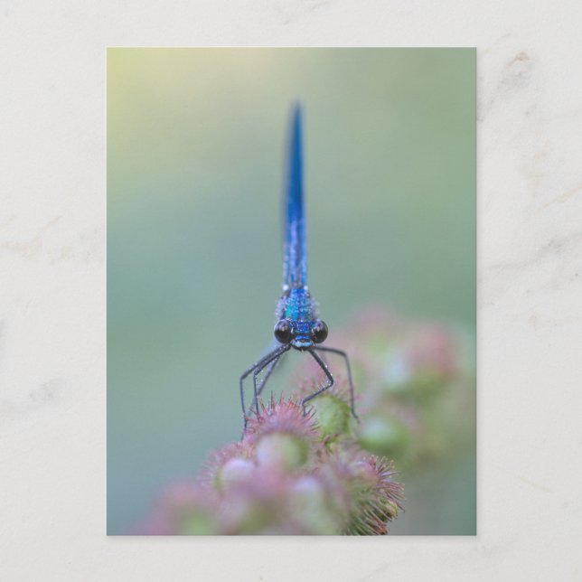 Prachtlibelle Postcard (Front)