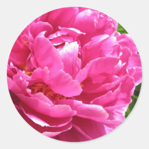 Practically Perfect Peony Classic Round Sticker