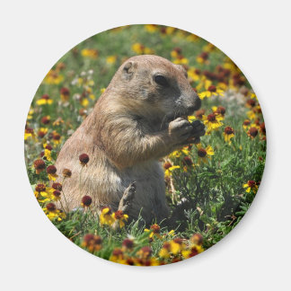 Praire Dog Magnet