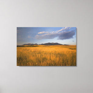 Praire grasslands in the foothills of the canvas print