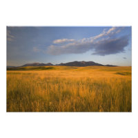 Praire grasslands in the foothills of the