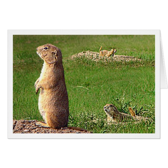 PraireDogs Card