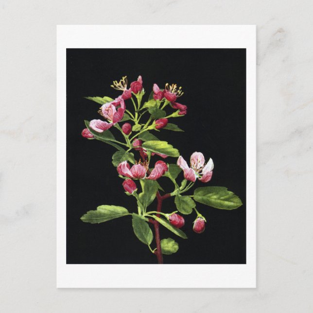 Prairie Crabapple Blossoms Postcard (Front)