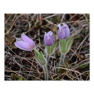 Prairie Crocus Photo Print