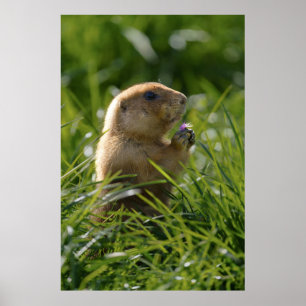 Prairie Dog and the Purple Bloom Poster