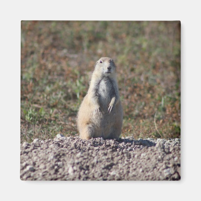 Prairie Dog at Badlands National Park, Interior SD Magnet (Front)