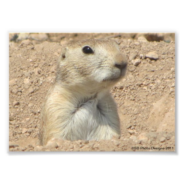 Prairie Dog at San Angelo State Park in San Angelo Photo Print (Front)