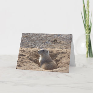 Prairie Dog Birthday Card