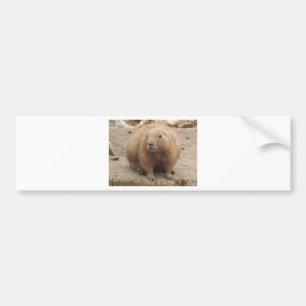prairie dog bumper sticker
