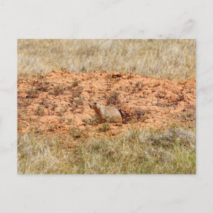 Prairie Dog, Devil's Tower National Monument, WY Postcard