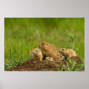 Prairie Dog Family on Den Poster