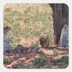 Prairie Dog Family Square Sticker