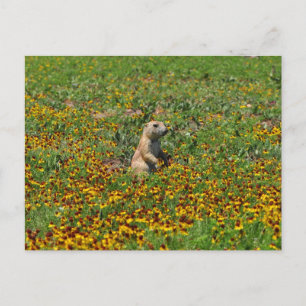 Prairie Dog in Flowers Postcard