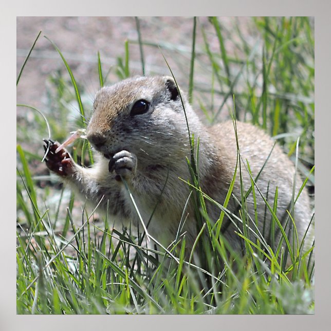 Prairie Dog In The Grass Poster (Front)