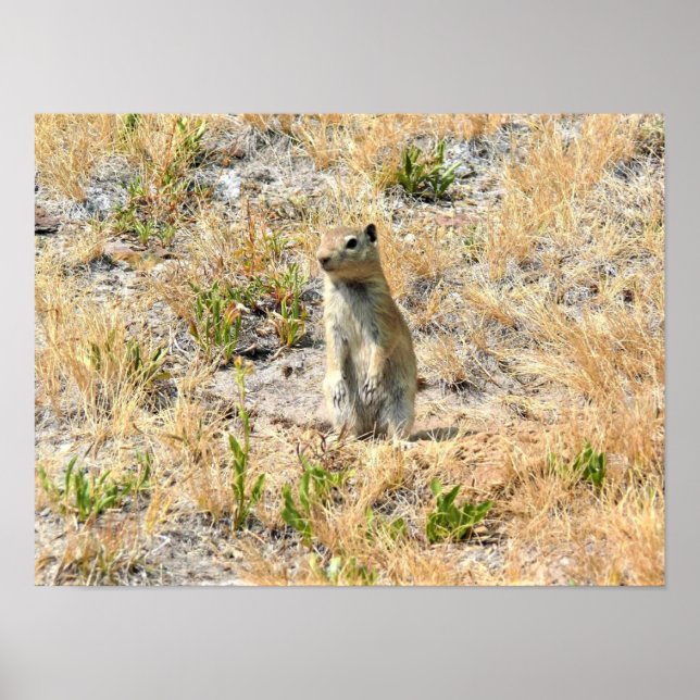 Prairie Dog in Yosemite, CA Poster (Front)