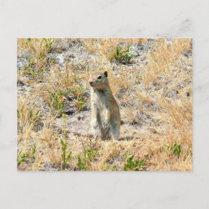 Prairie Dog in Yosemite, California Postcard