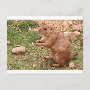 Prairie dog in zoo, Arizona, USA Postcard
