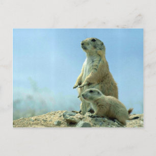 Prairie Dog Mother And Baby Postcard
