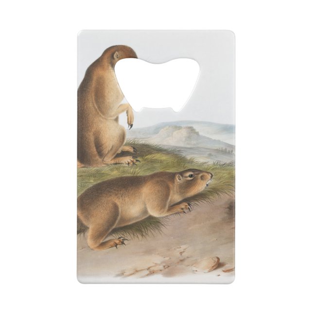 Prairie Dog or Prairie marmot squirrel Camping (Back)