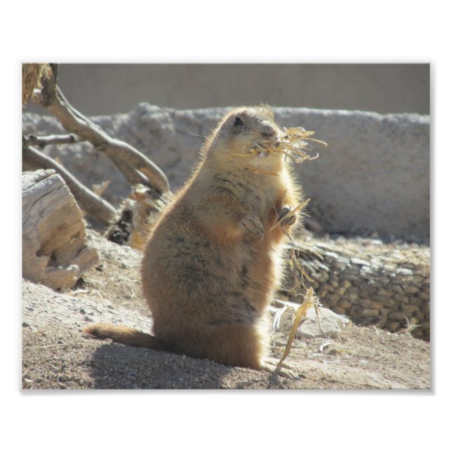 Prairie Dog Photo Print (Front)