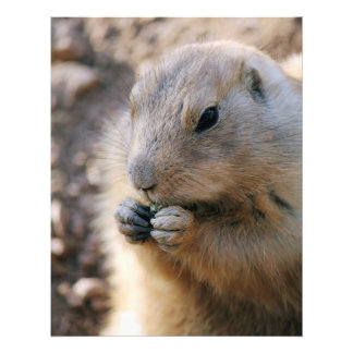 Prairie Dog Photo Print