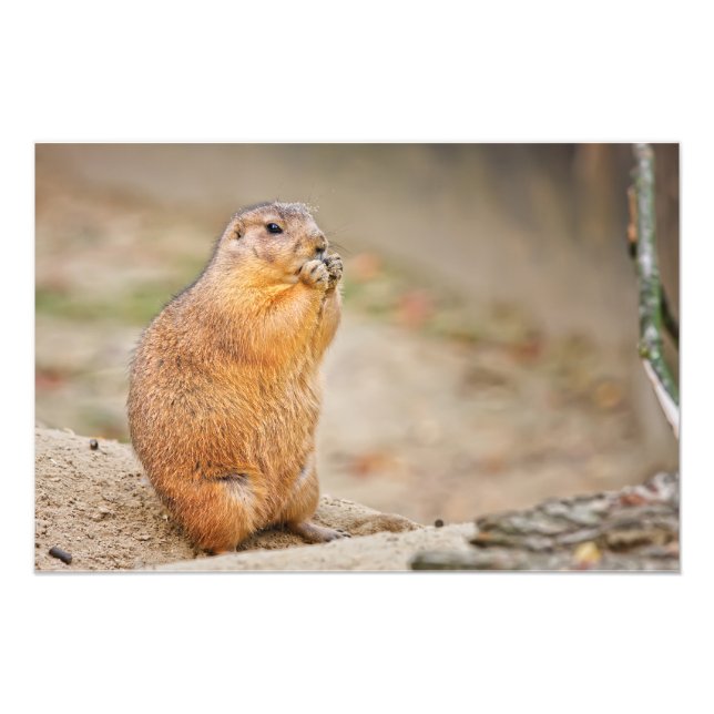 Prairie dog photo print (Front)