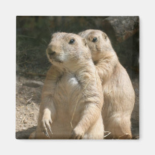 Prairie Dog Photo Square Magnet