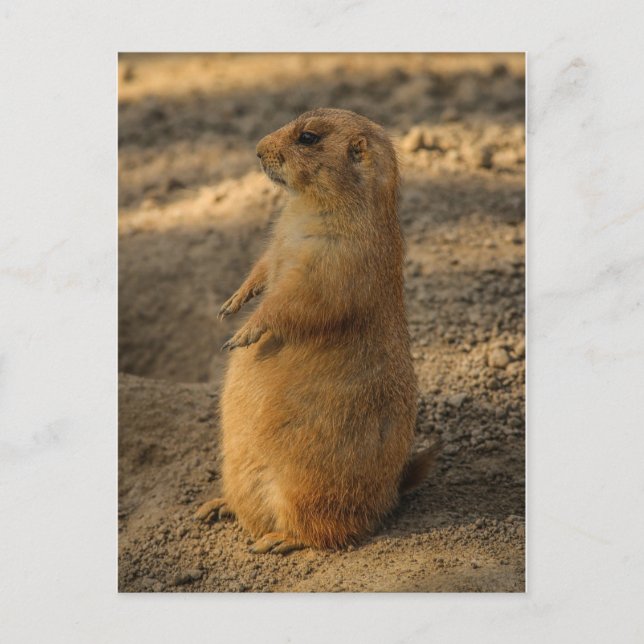 Prairie Dog Postcard (Front)
