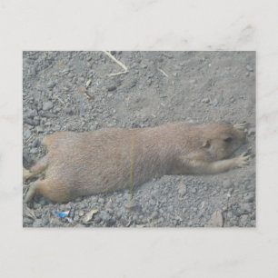 Prairie Dog Postcard