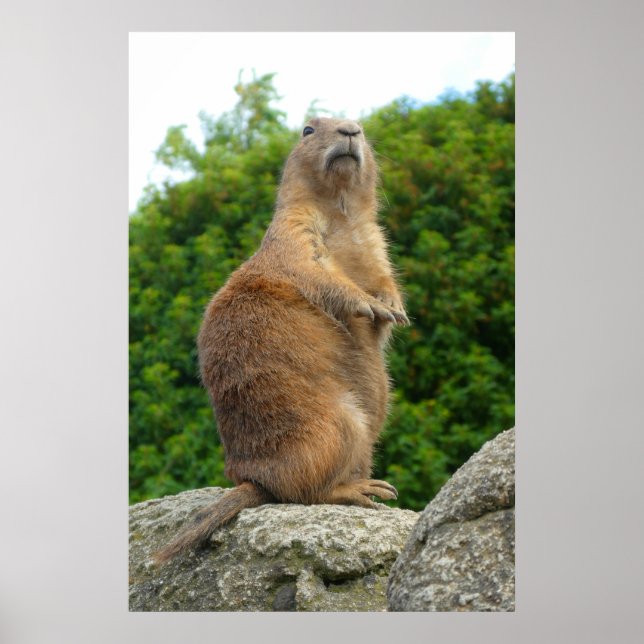 Prairie Dog Poster (Front)