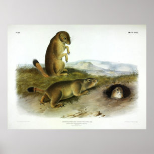 Prairie Dog, Prairie Marmot-Squirrel by Audubon Poster