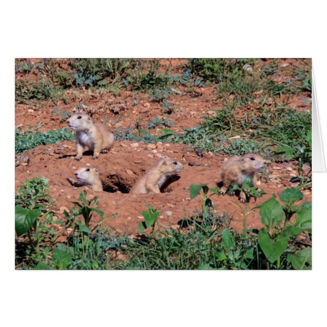 Prairie Dog pups (Front Horizontal)