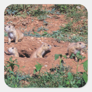 Prairie Dog Pups Square Sticker