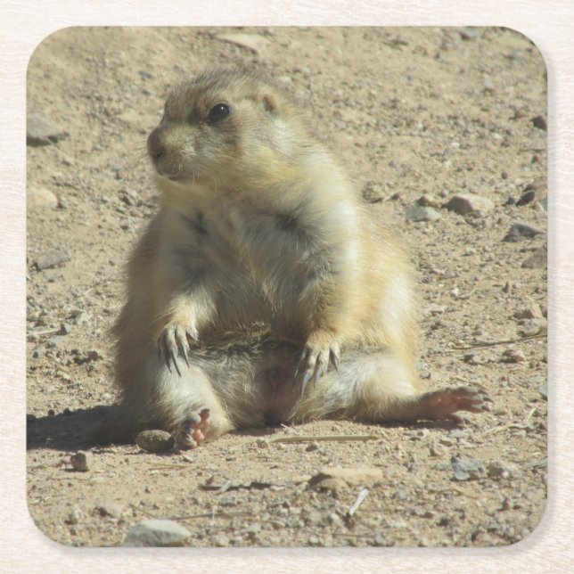 Prairie Dog Square Paper Coaster (Front)