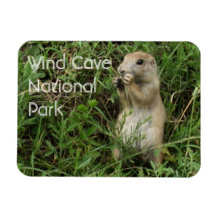 Prairie Dog Standing, Eating in Grass, Wind Cave Magnet