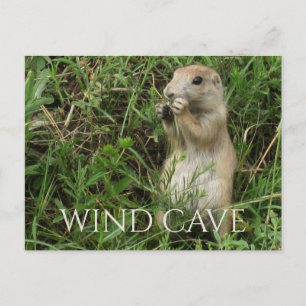 Prairie Dog Standing in Grass, Eating, WInd Cave Postcard