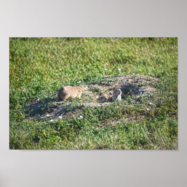 Prairie Dog Trio, Badlands National Park, South Da Poster (Front)