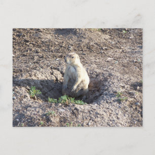 prairie dog, wildlife, cute critter postcard
