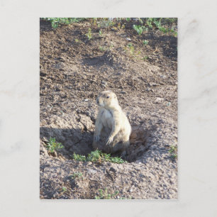 prairie dog, wildlife, cute critter, Wichita Mnts Postcard