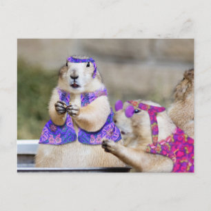 Prairie Dogs are GROOVY! Postcard