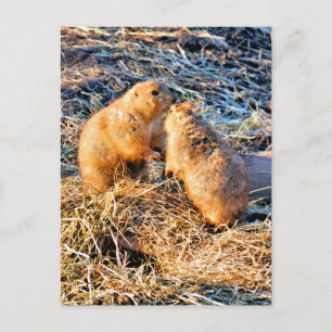 PRAIRIE DOGS POSTCARD